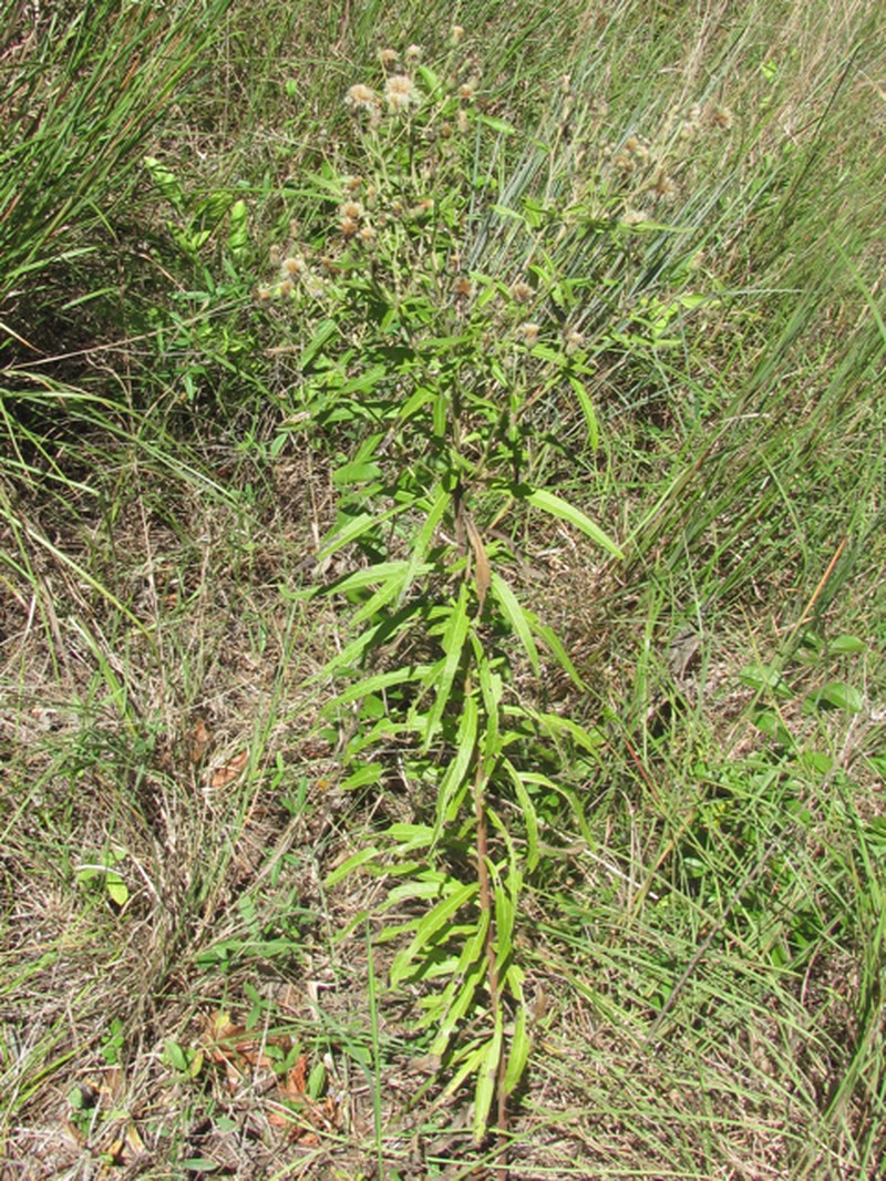 Vernonia guadalupensis photo 7