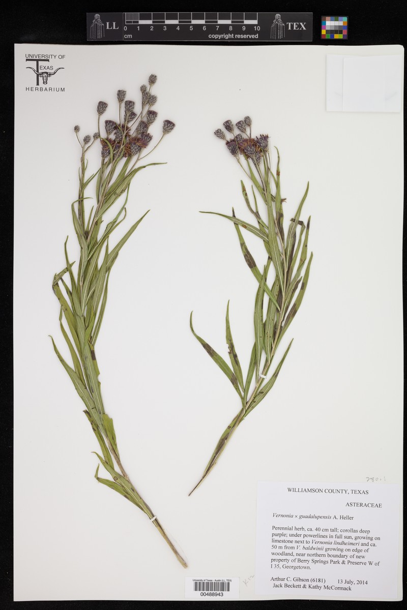 Vernonia guadalupensis photo 8