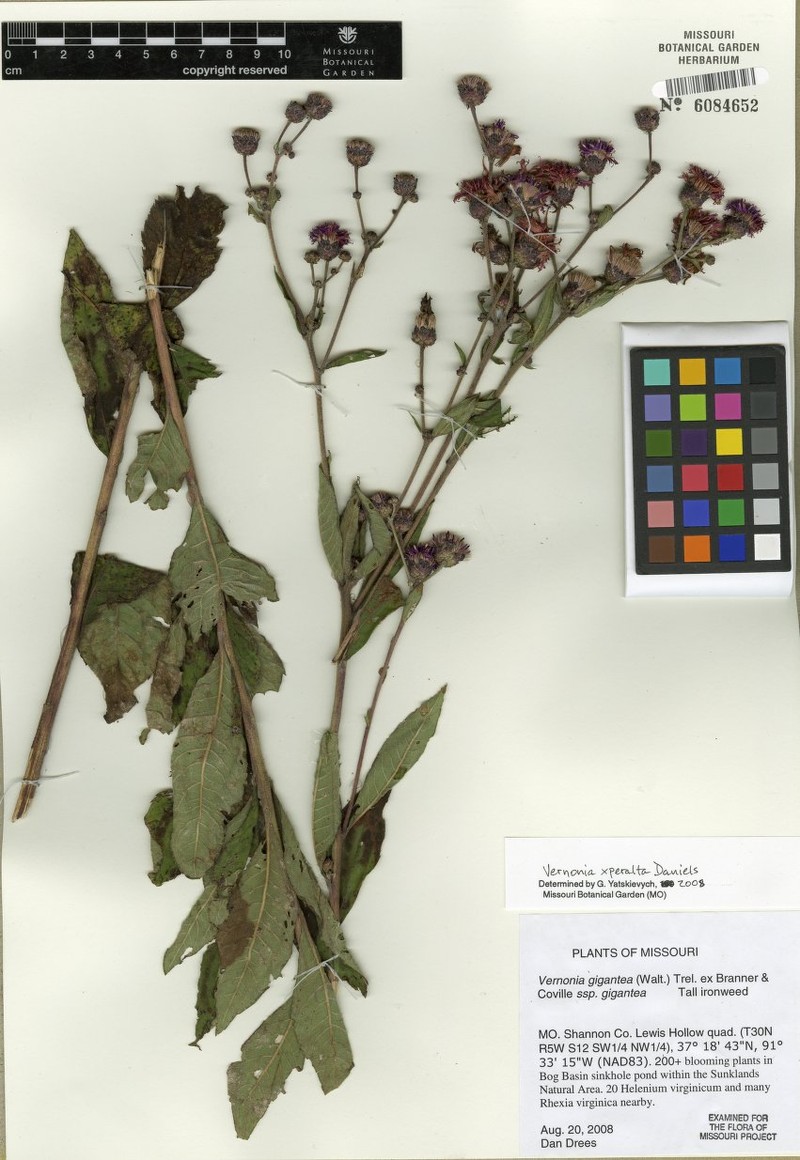Ironweed