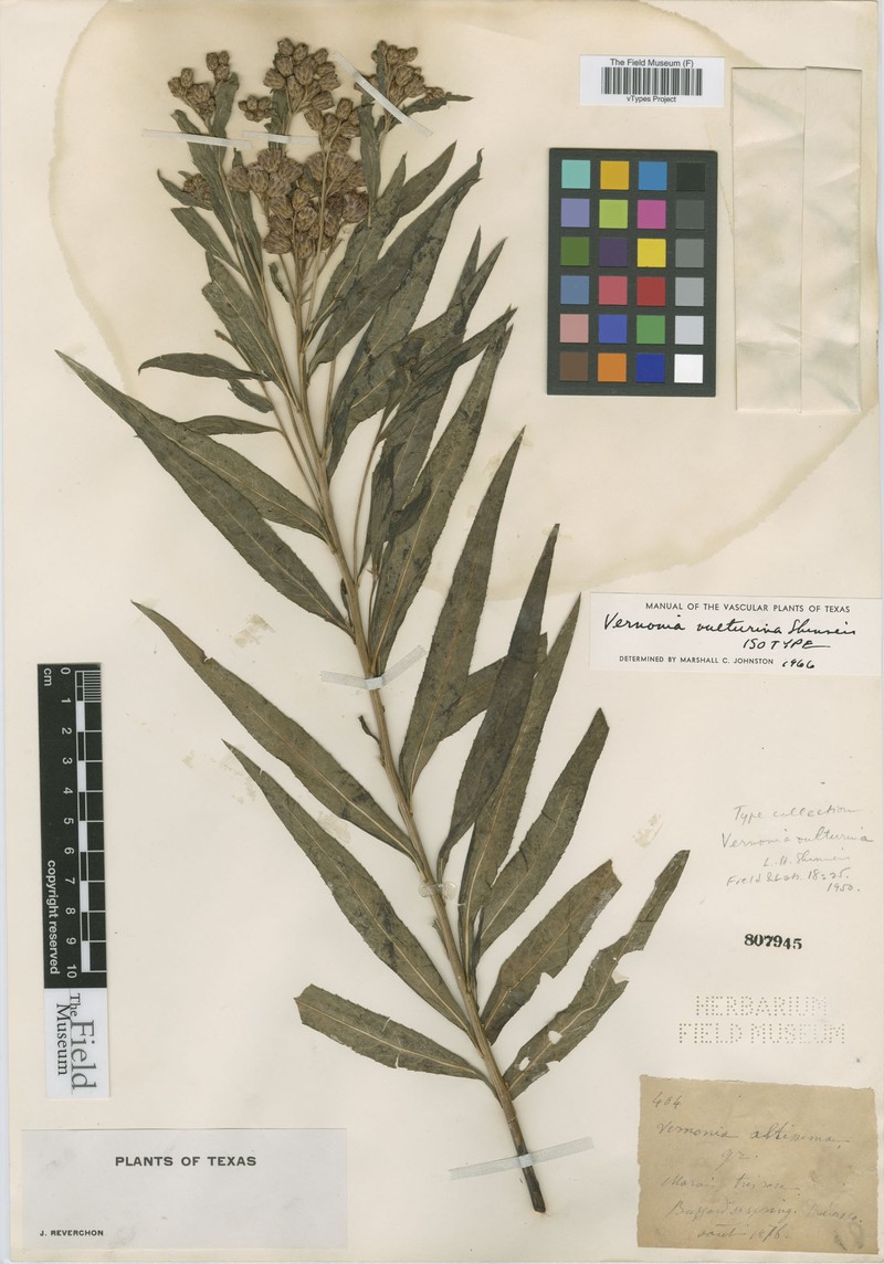 Vulture Ironweed