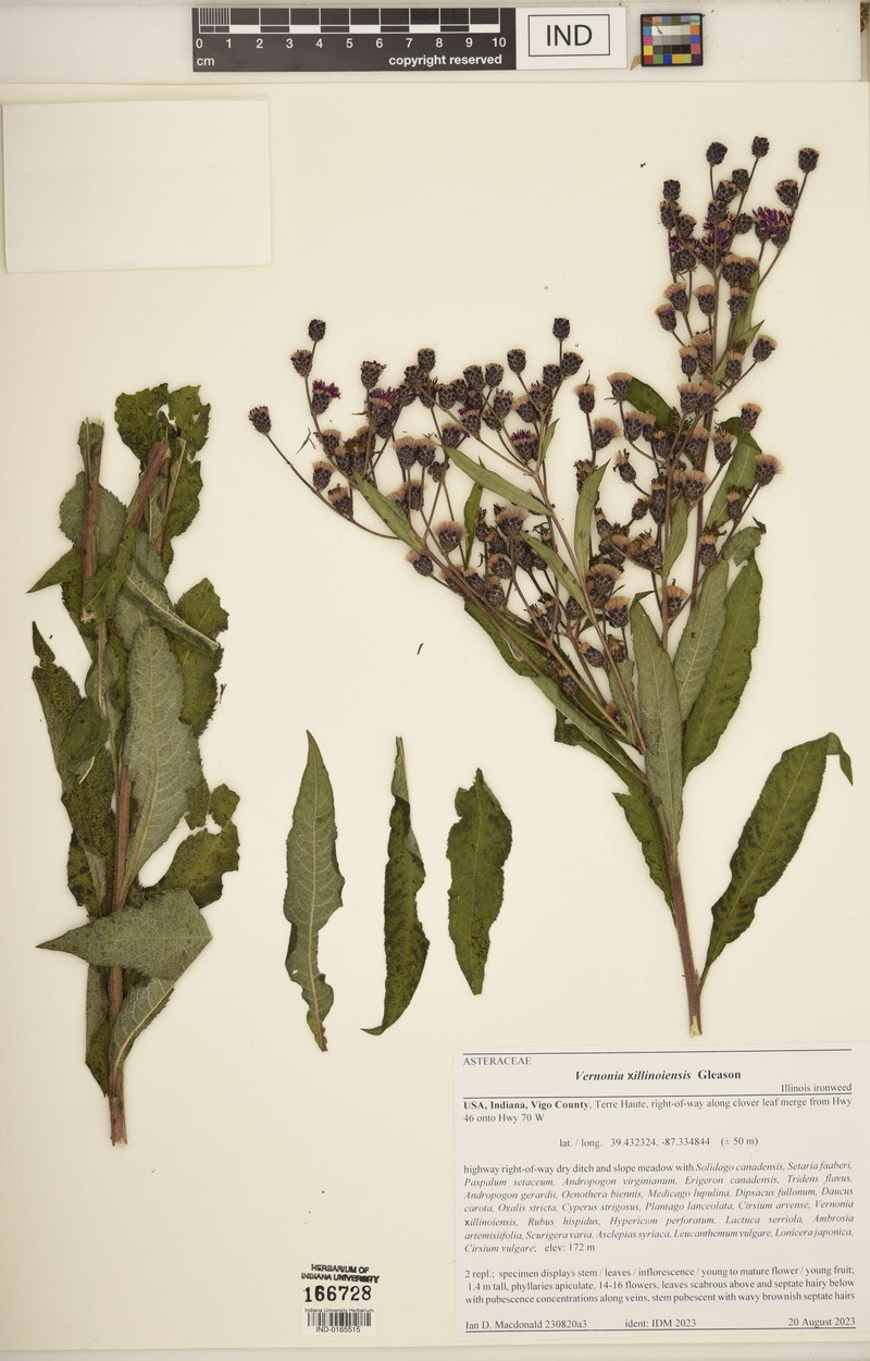 Ironweed