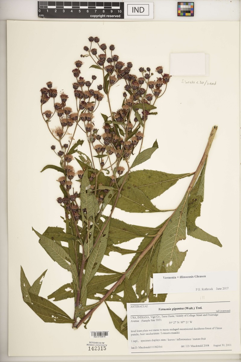 Ironweed photo 2