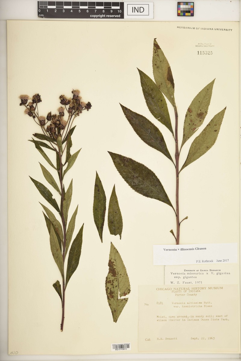 Ironweed photo 3