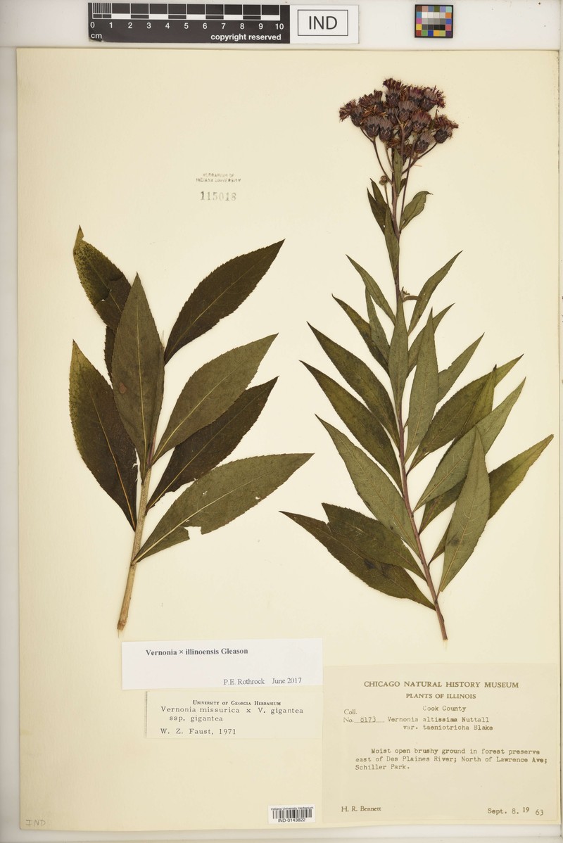 Ironweed photo 4