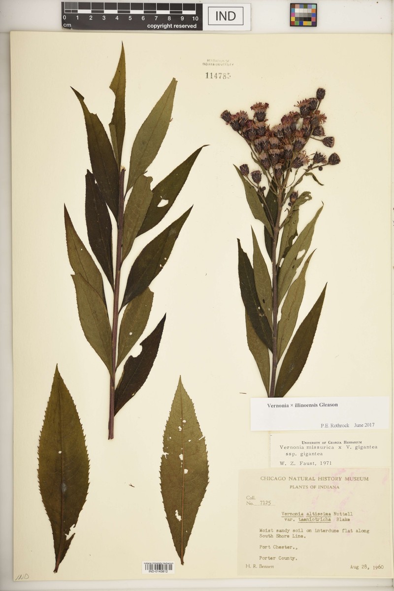 Ironweed photo 5