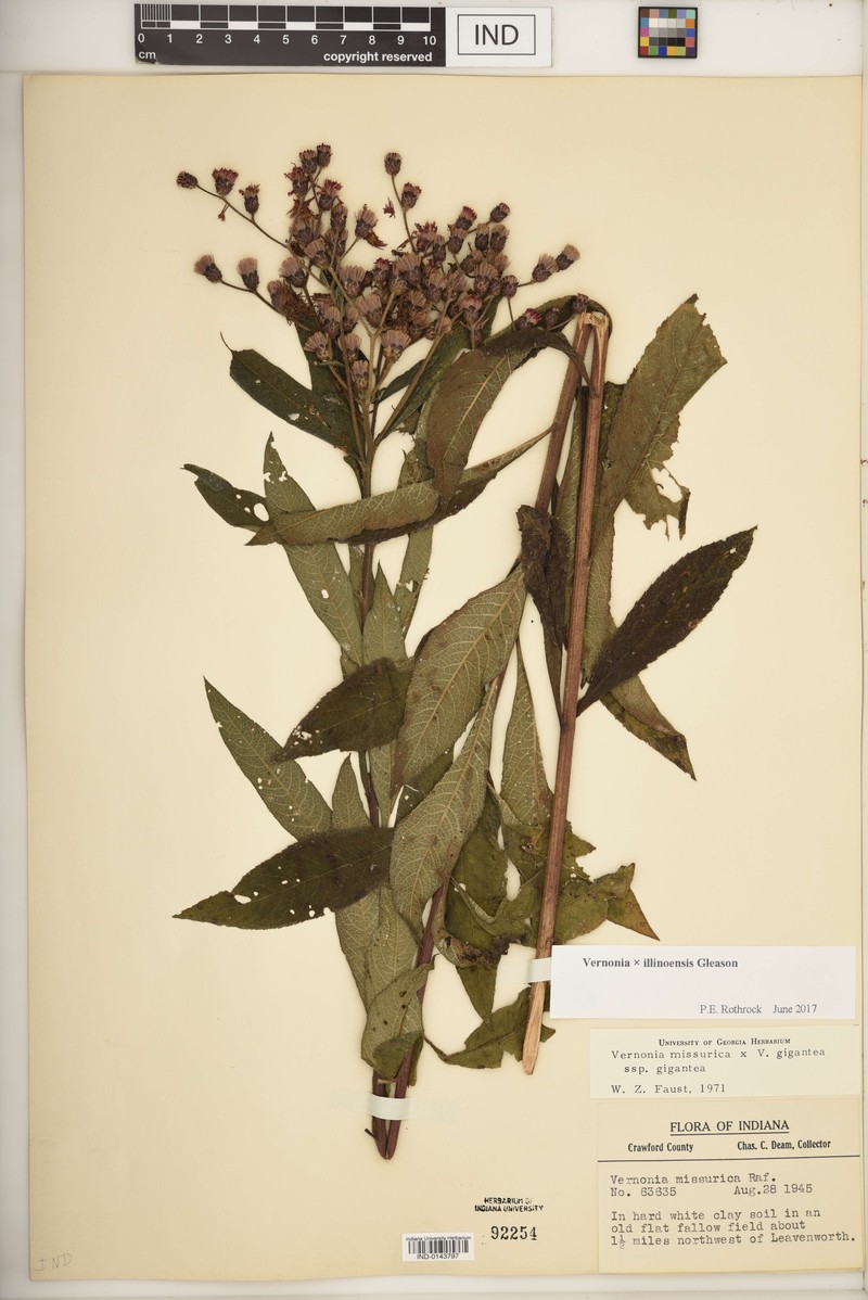 Ironweed photo 6