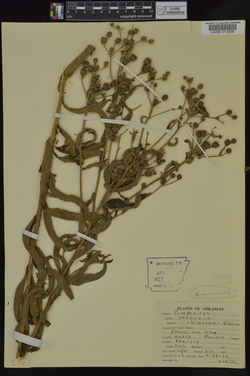 Ironweed photo 7