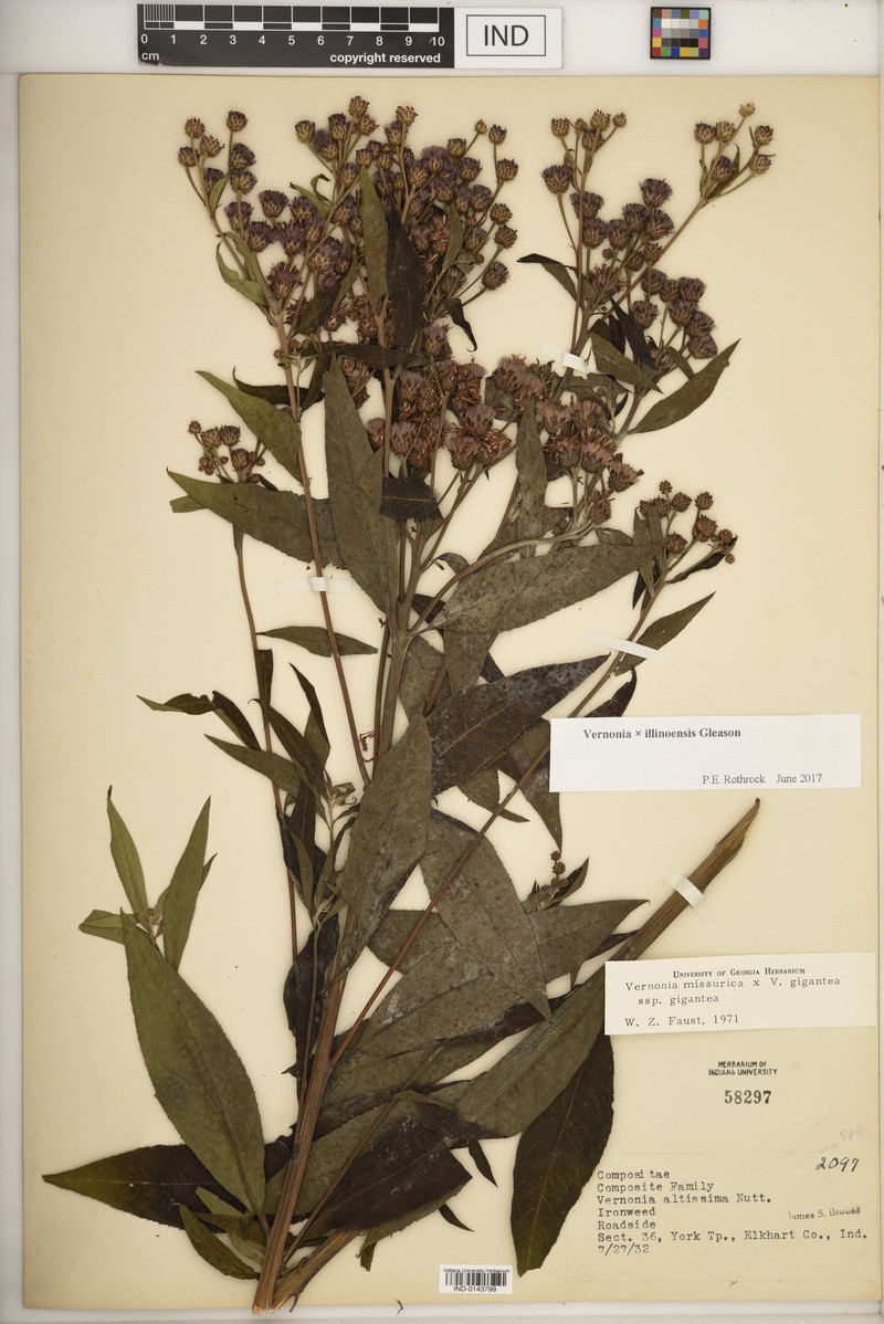 Ironweed photo 8