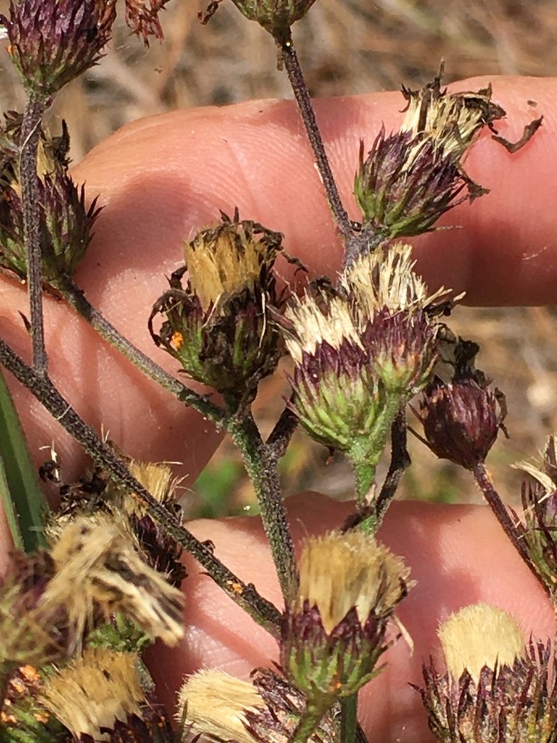 Stemless Ironweed photo 2