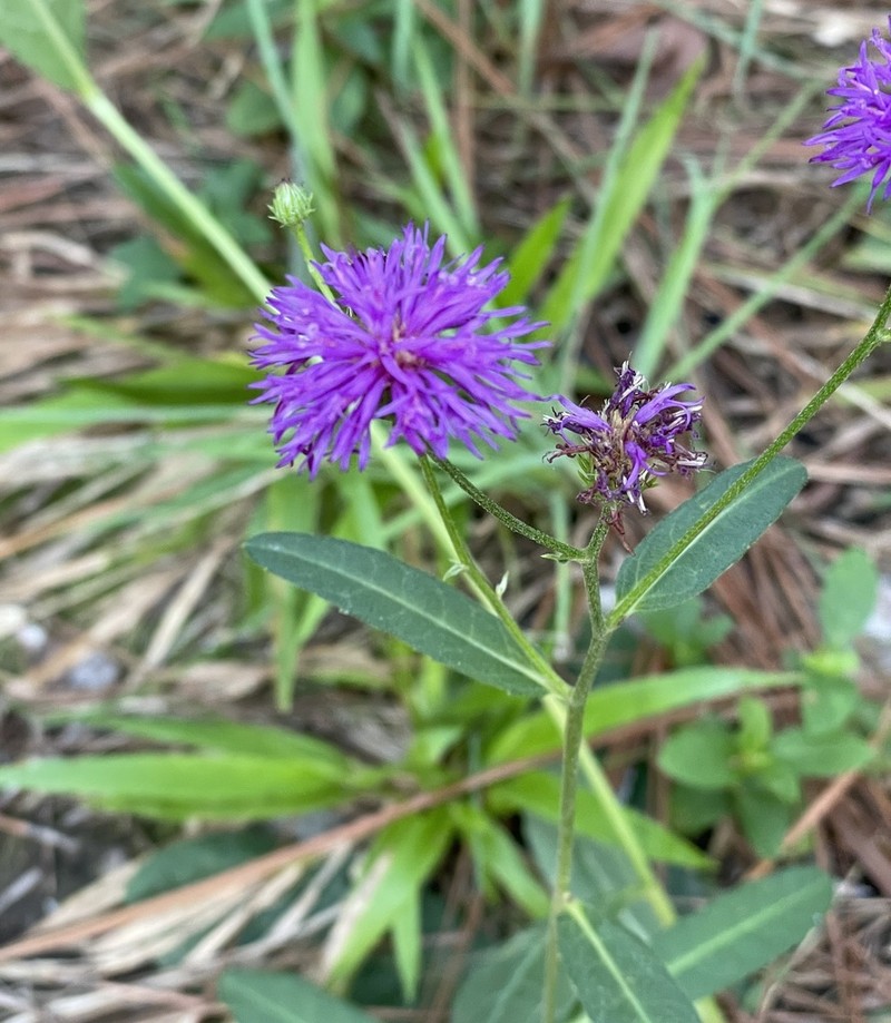 Stemless Ironweed photo 3