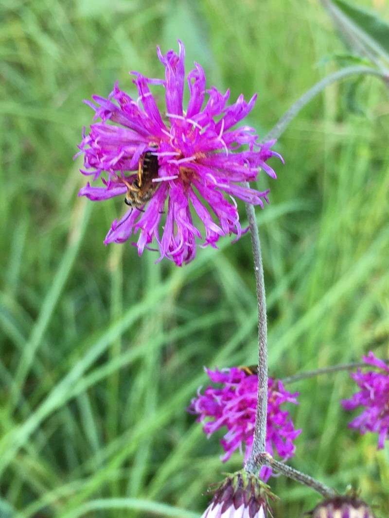 Stemless Ironweed photo 4