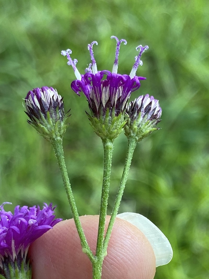 Stemless Ironweed photo 5