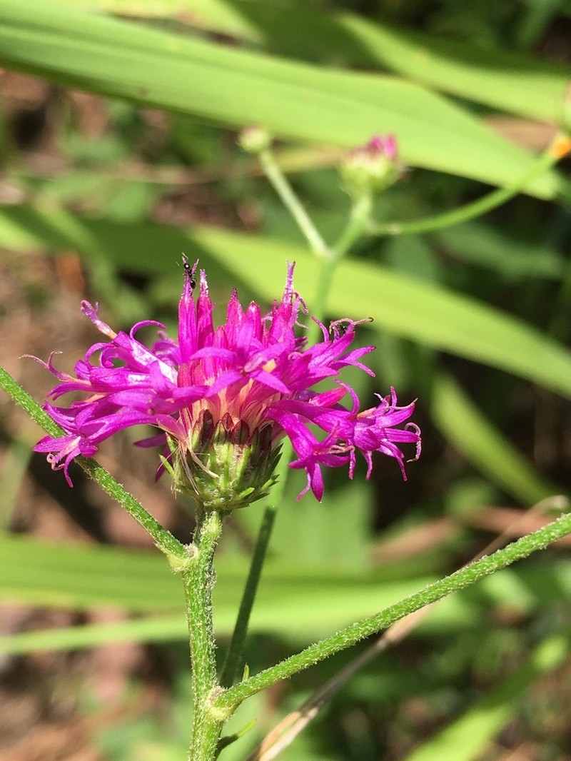 Stemless Ironweed photo 6