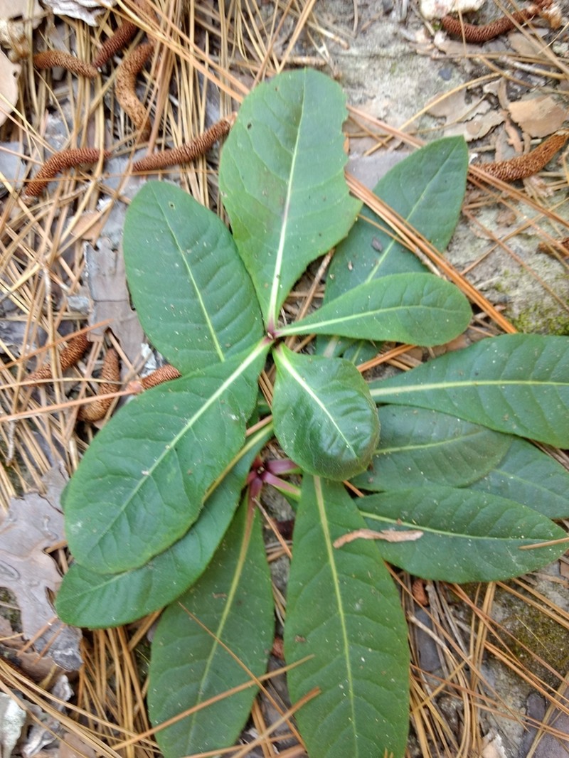Stemless Ironweed photo 7