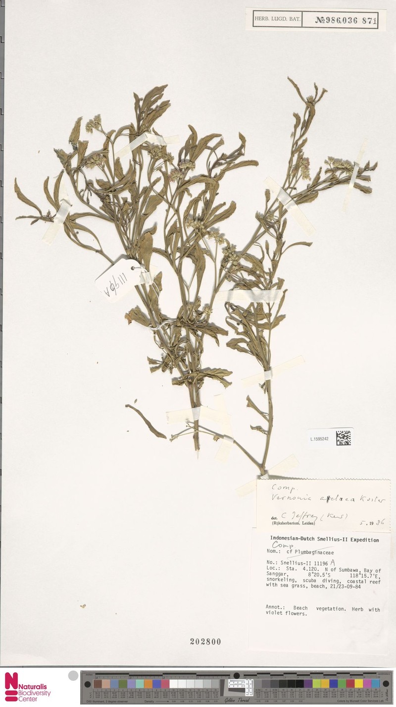 Vernonia actaea
