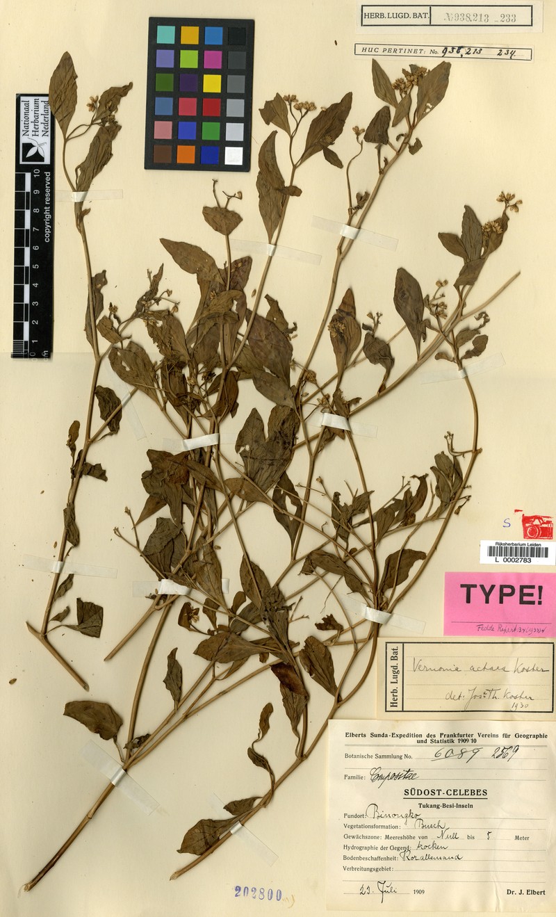 Vernonia actaea photo 2