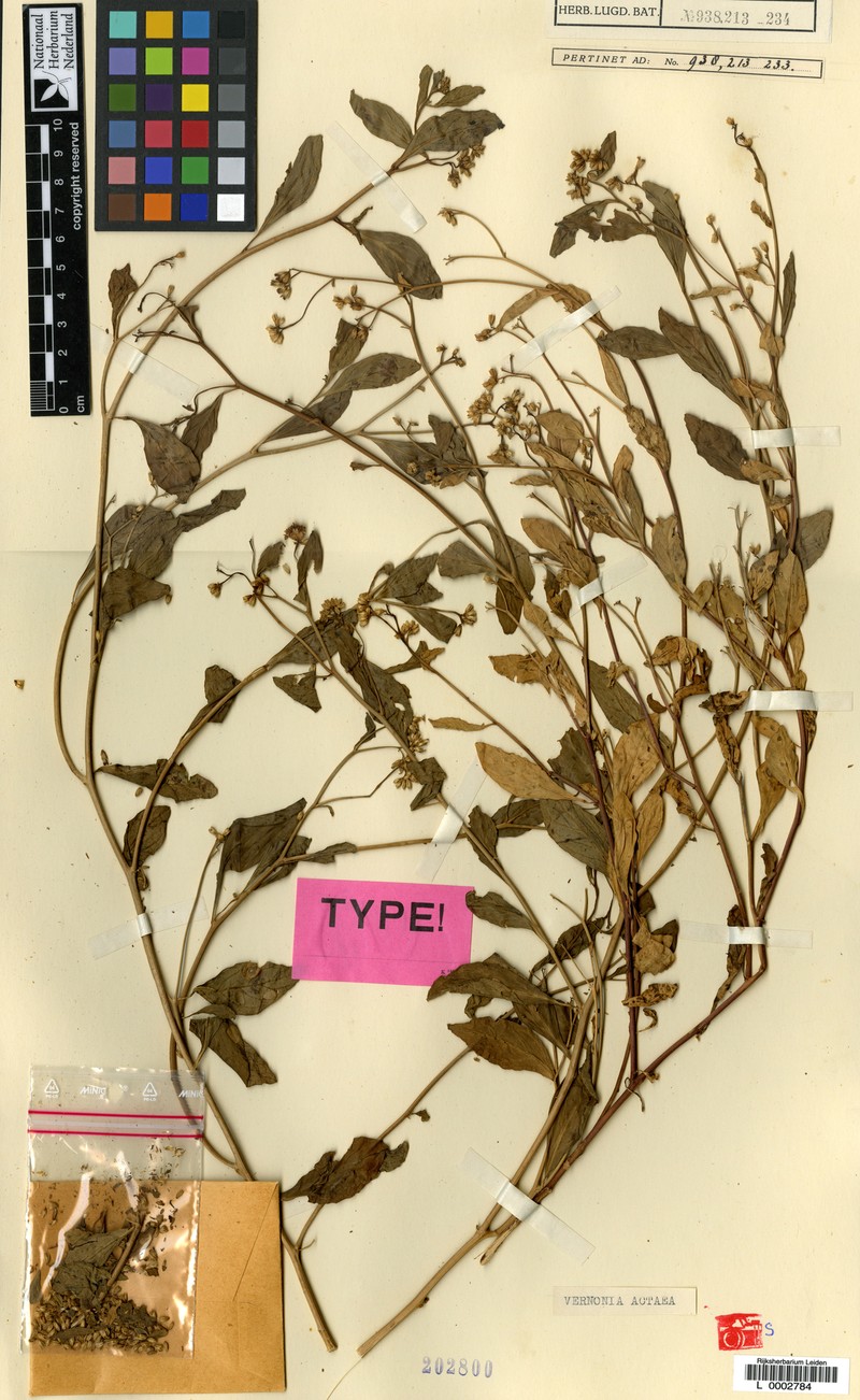 Vernonia actaea photo 3