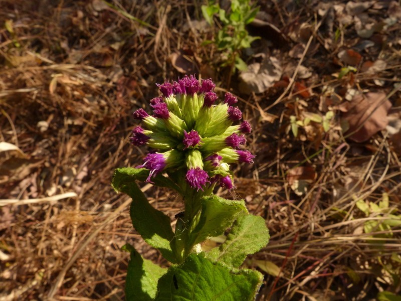Vernonia adenocephala