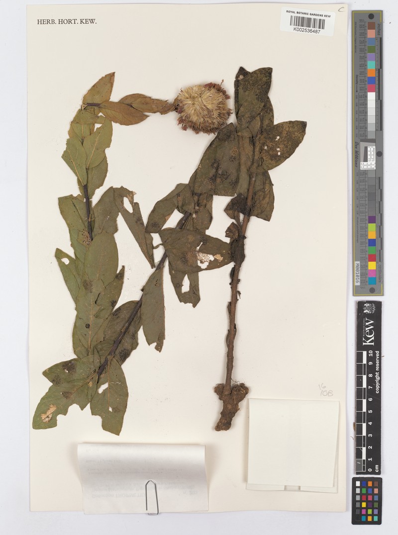Vernonia adenocephala photo 2