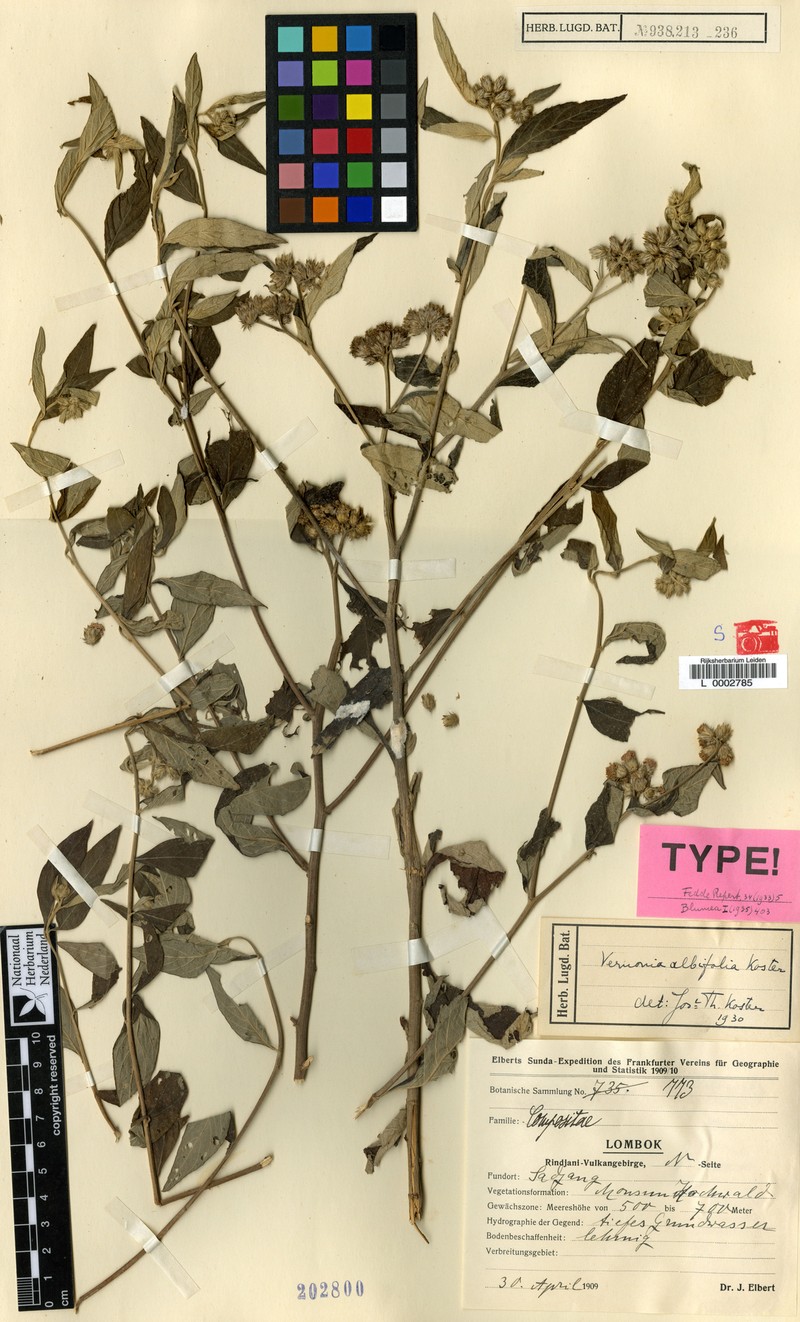 Vernonia albifolia