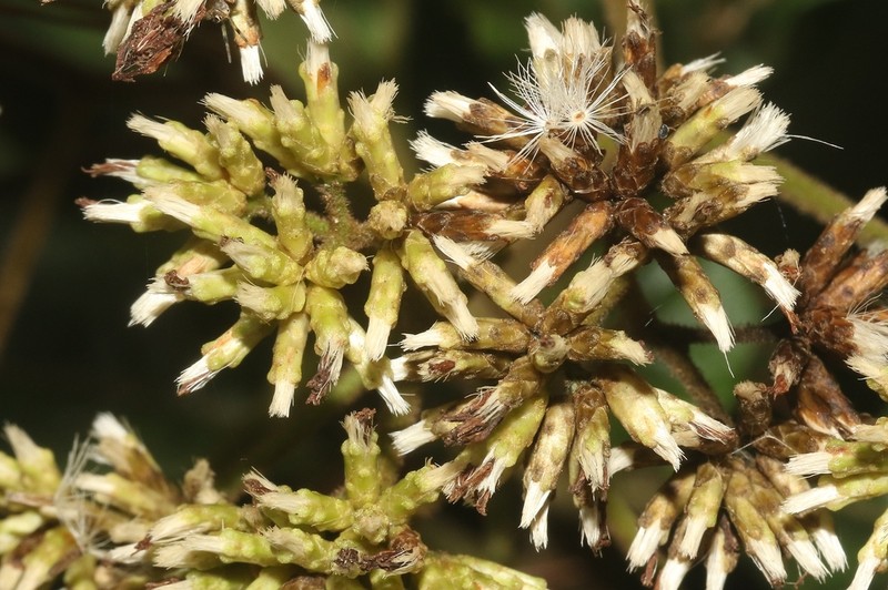 Vernonia alleizettei