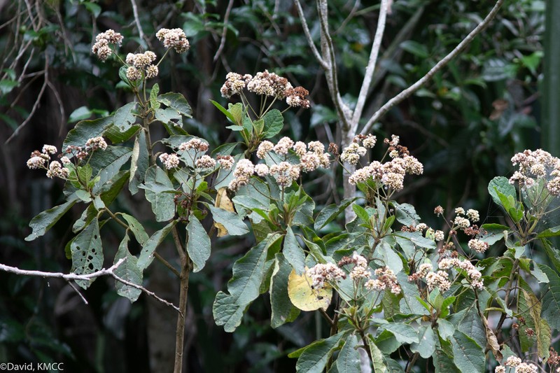 Vernonia alleizettei photo 2
