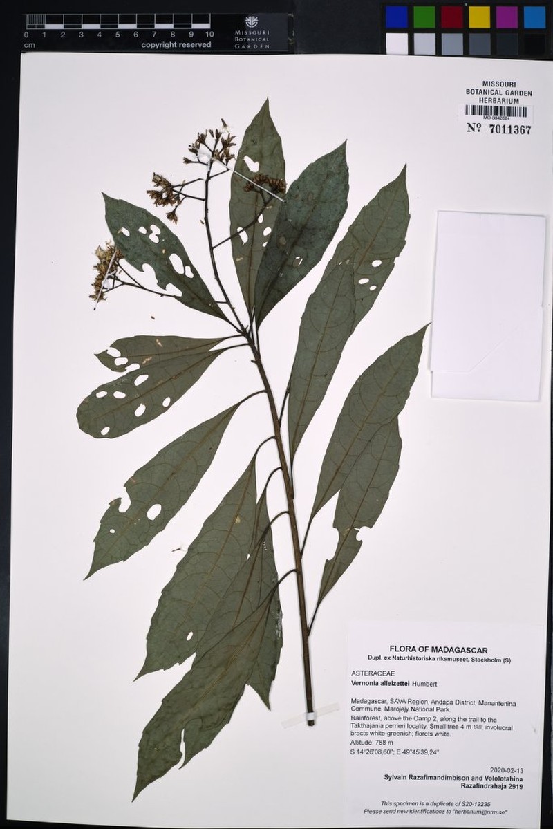 Vernonia alleizettei photo 3