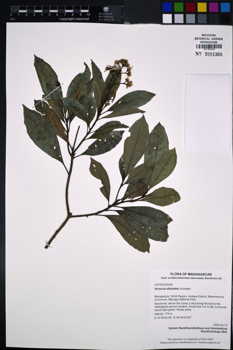 Vernonia alleizettei photo 4