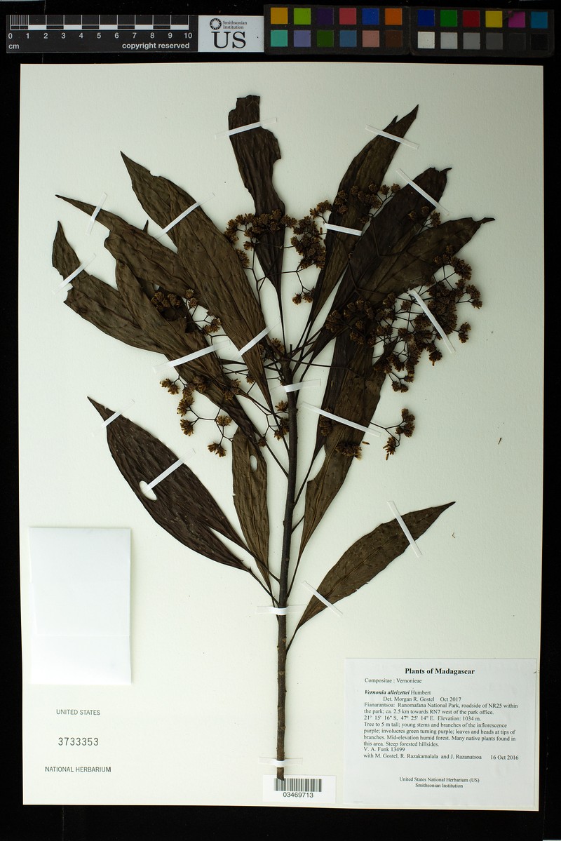 Vernonia alleizettei photo 5