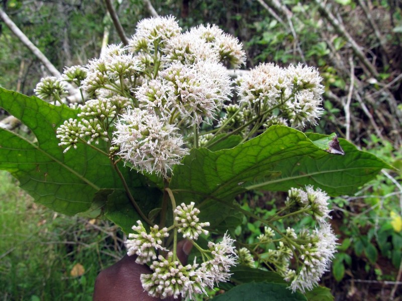 Vernonia alleizettei photo 6