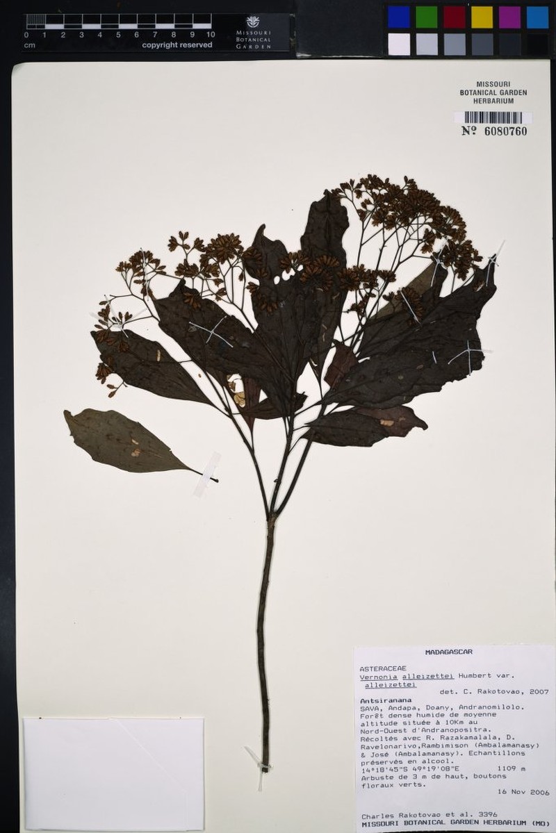 Vernonia alleizettei var. alleizettei