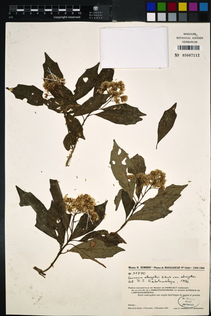 Vernonia alleizettei var. alleizettei photo 2