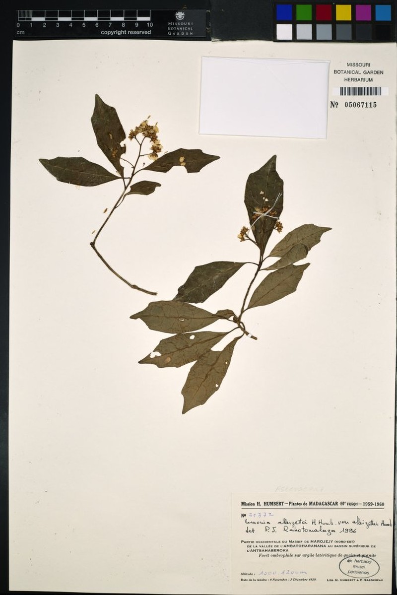 Vernonia alleizettei var. alleizettei photo 3