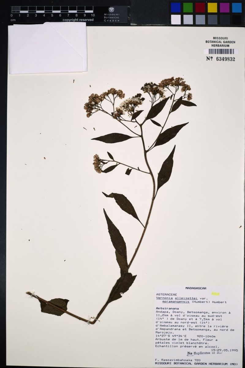 Vernonia alleizettei var. moramangensis