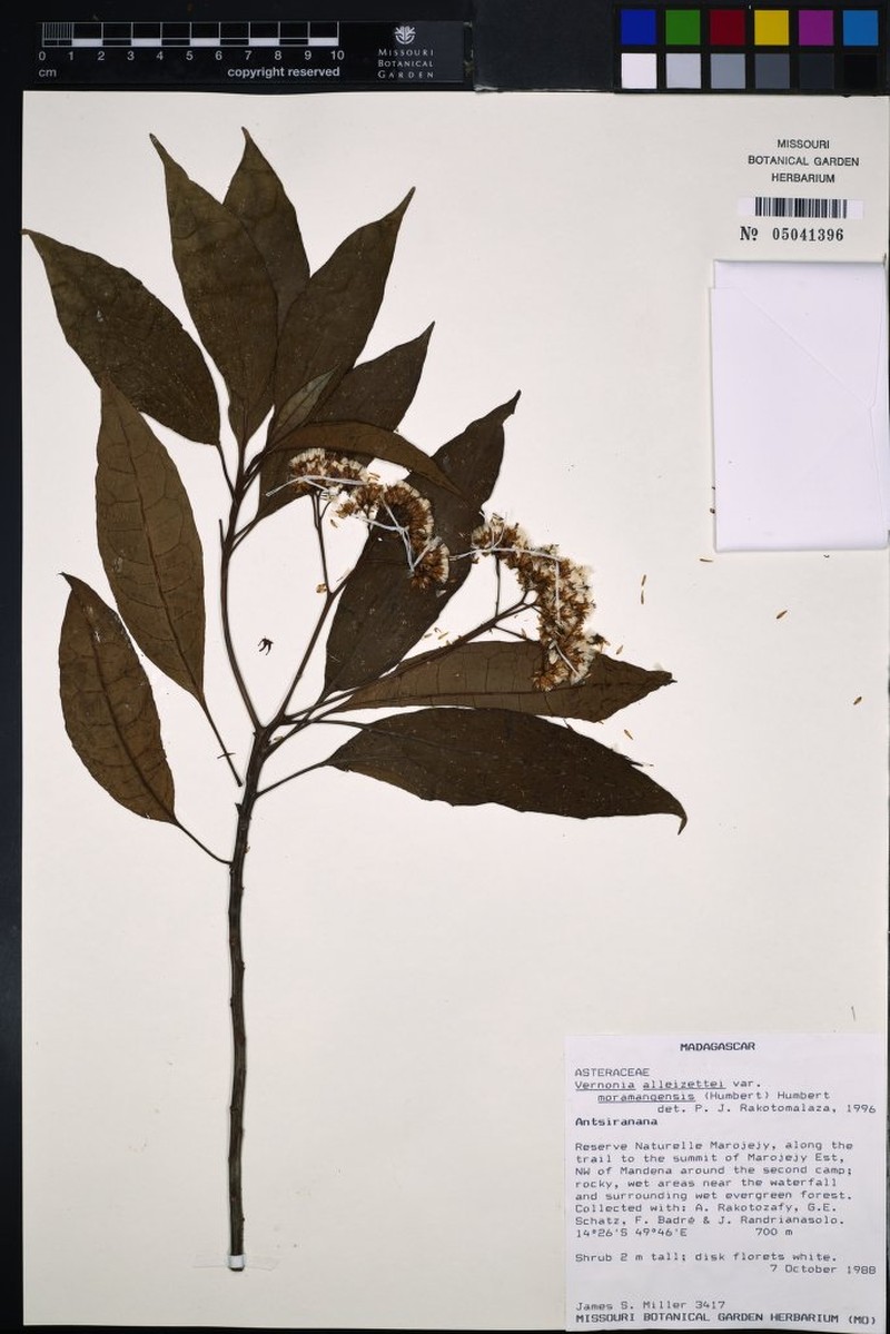 Vernonia alleizettei var. moramangensis photo 2