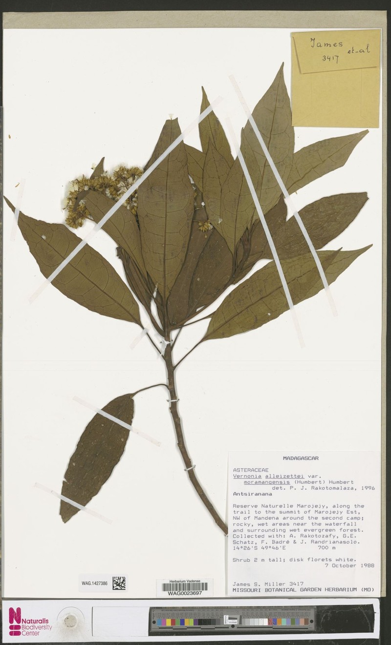 Vernonia alleizettei var. moramangensis photo 3