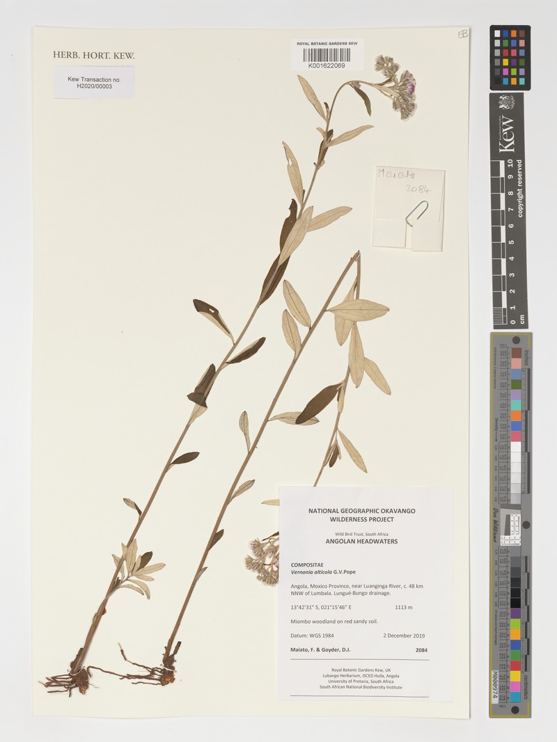 Vernonia alticola
