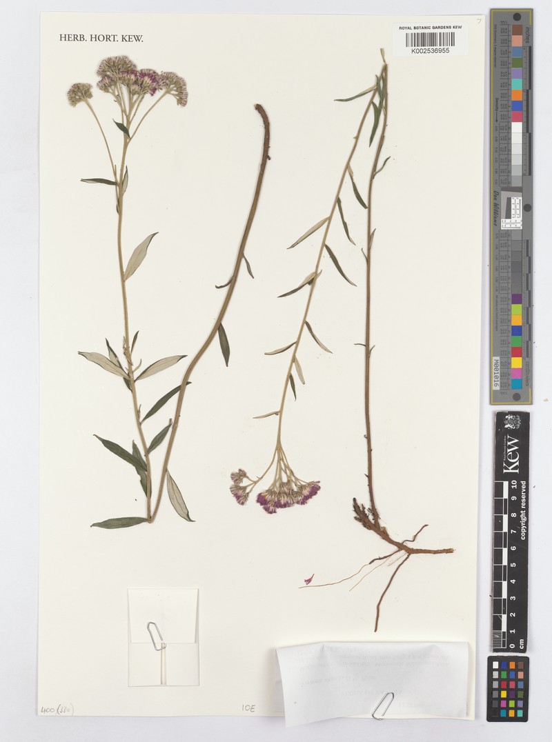 Vernonia alticola photo 2
