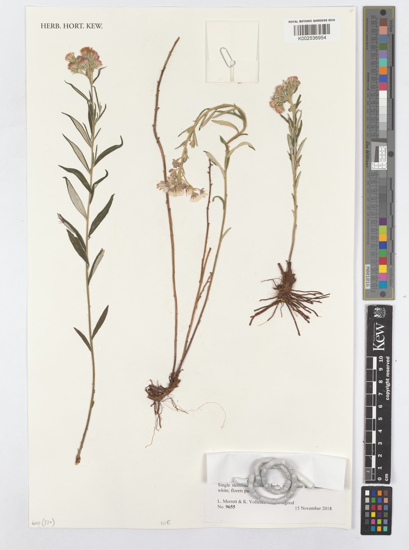 Vernonia alticola photo 3