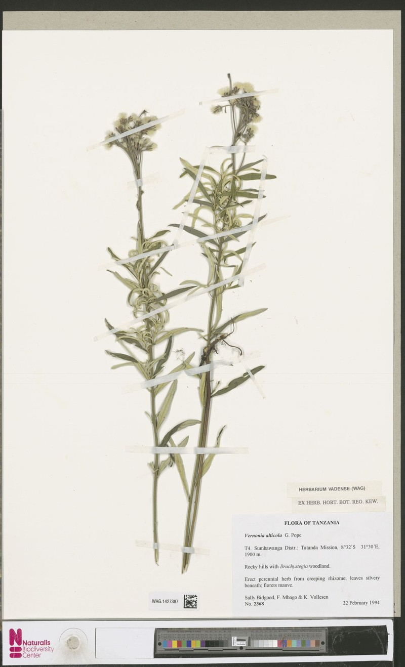 Vernonia alticola photo 4