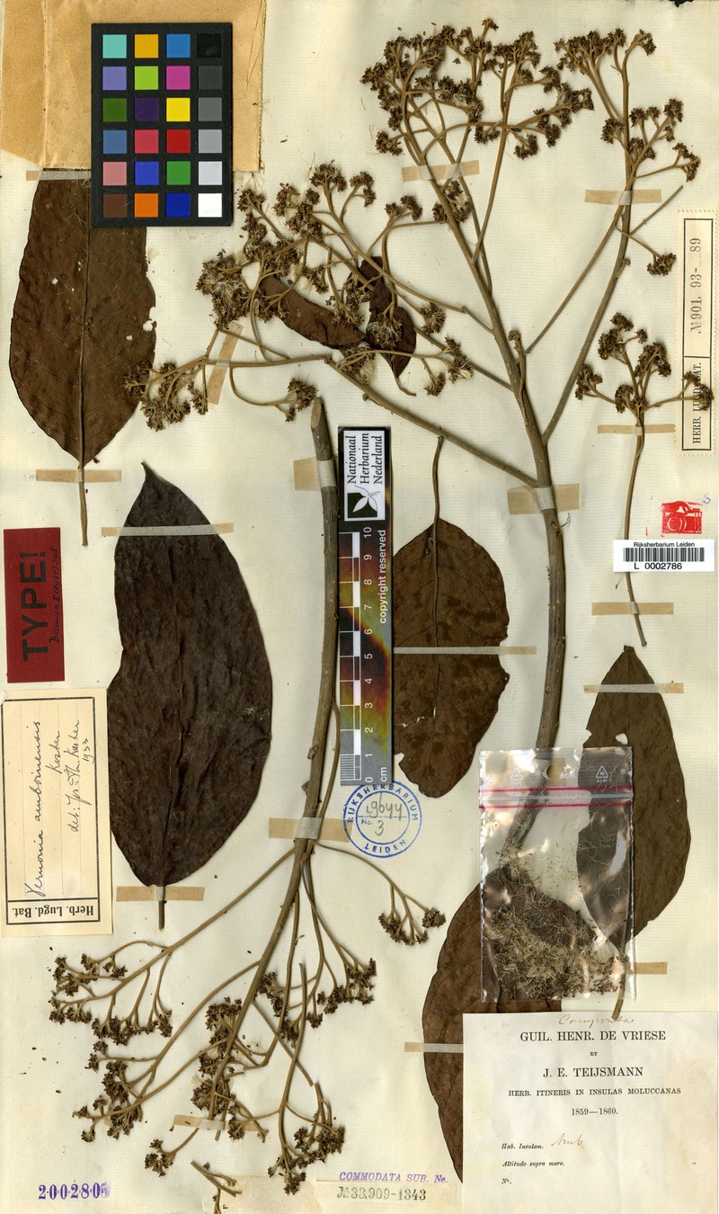 Vernonia amboinensis