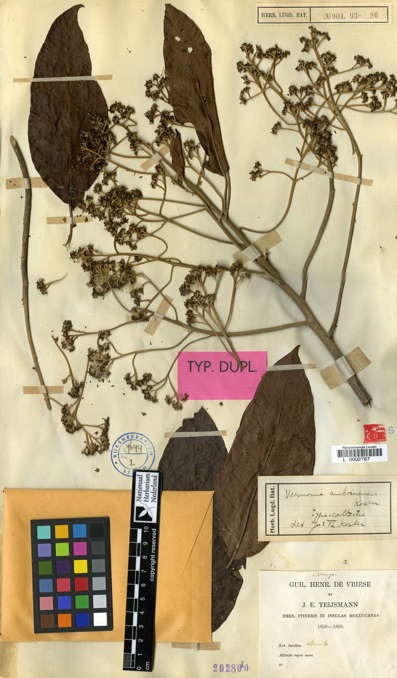 Vernonia amboinensis photo 2