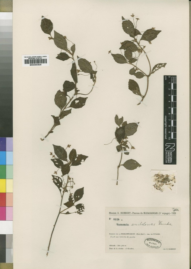 Vernonia ambolensis