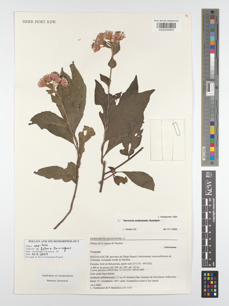 Vernonia ambrensis