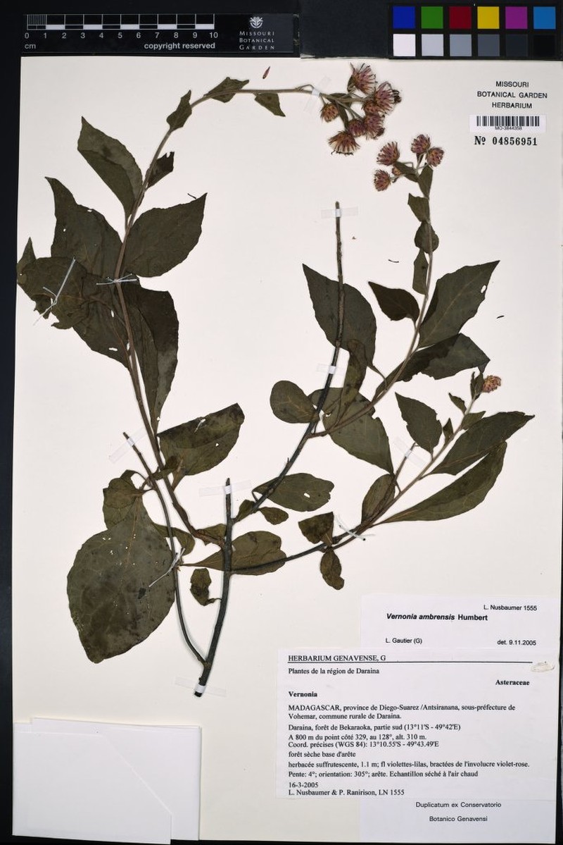 Vernonia ambrensis photo 2