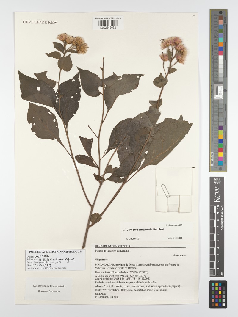 Vernonia ambrensis photo 3