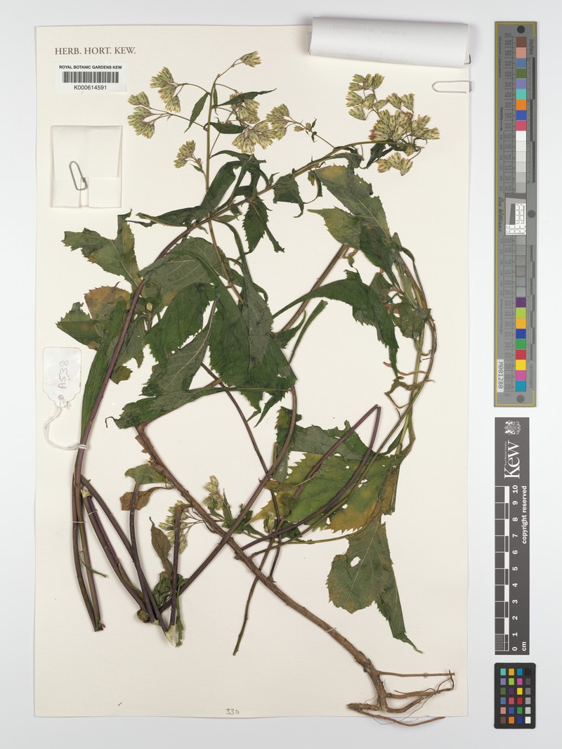 Vernonia amoena