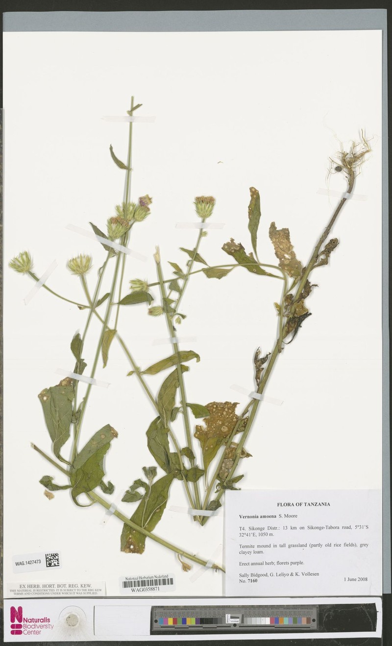 Vernonia amoena photo 2