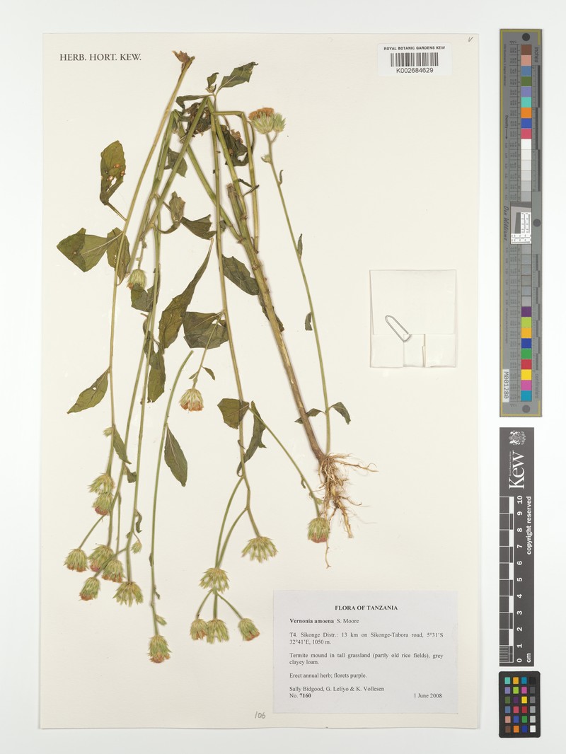 Vernonia amoena photo 3