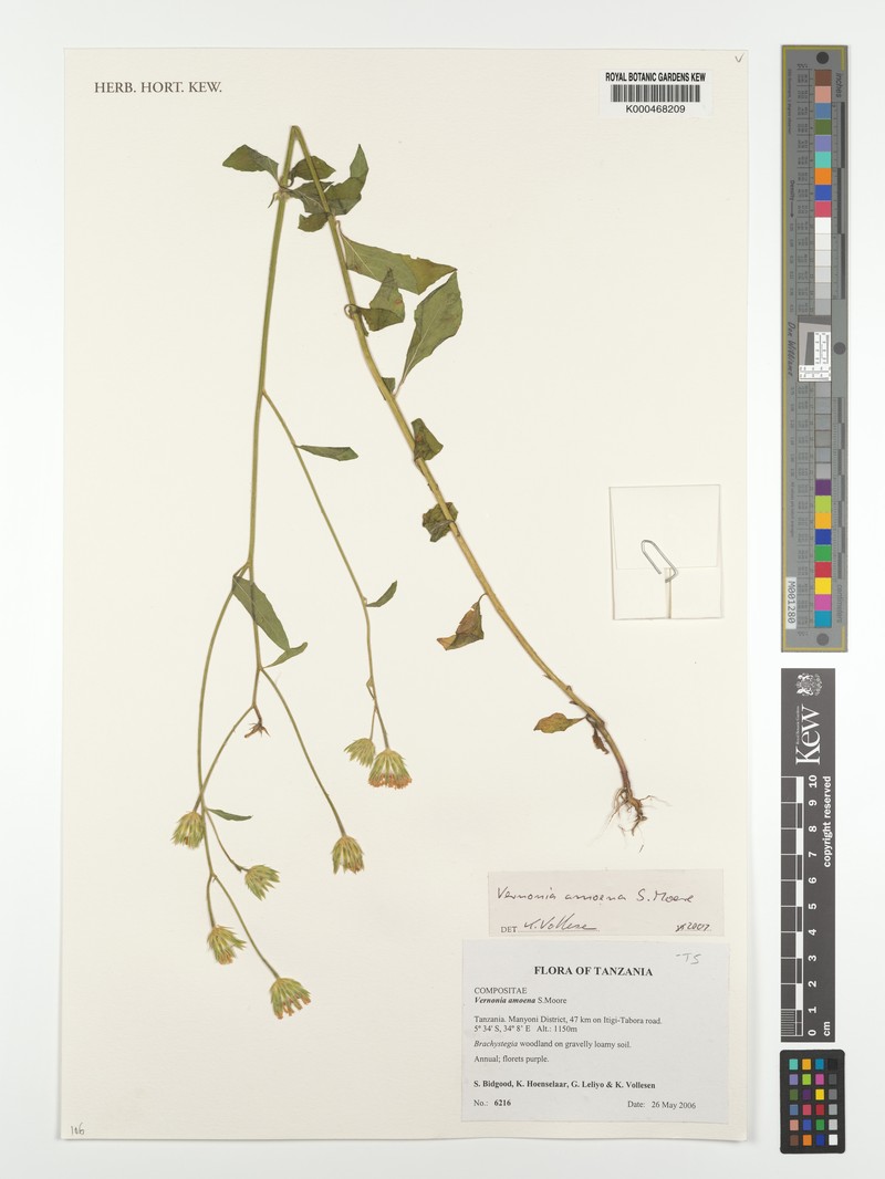 Vernonia amoena photo 4